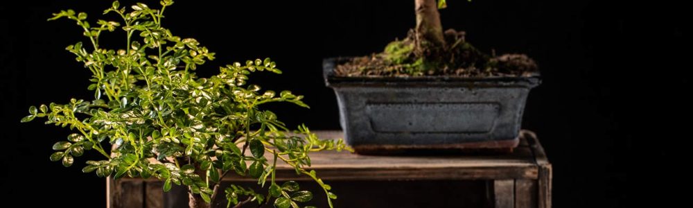 How To Look After A Bonsai Tree